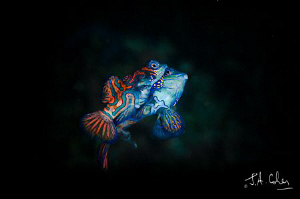 Mating Mandarin Fish by Julian Cohen 